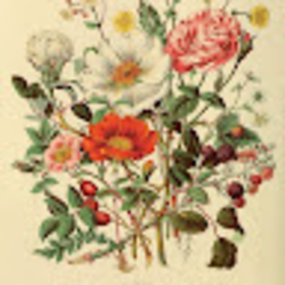 serenaschmidt